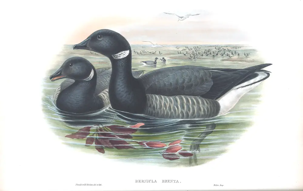 The whole sheet of volume V, plate 7, with its engraved caption