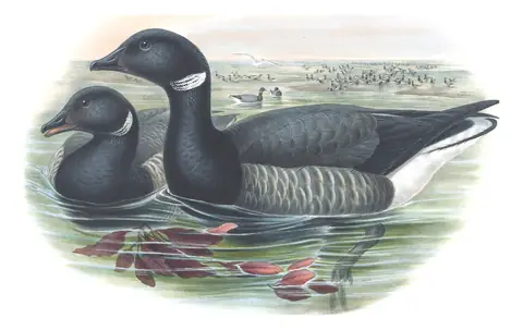 Volume V, plate 7 of Gould's The Birds of Great Britain: Brant (Branta bernicla)