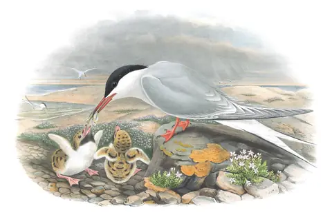 Volume V, plate 70 of Gould's The Birds of Great Britain: Common Tern (Sterna hirundo)