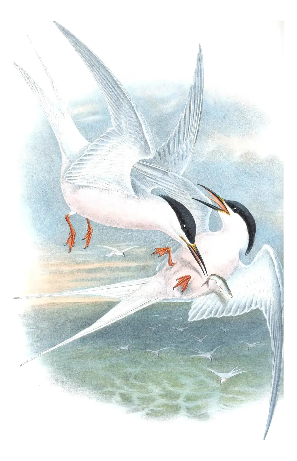 Volume V, plate 71 of Gould's The Birds of Great Britain: Roseate Tern (Sterna dougallii)