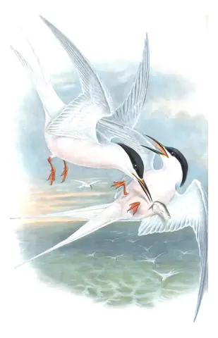Volume V, plate 71 of Gould's The Birds of Great Britain: Roseate Tern (Sterna dougallii)