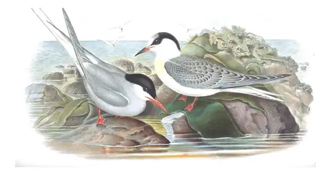 Volume V, plate 72 of Gould's The Birds of Great Britain: Arctic Tern (Sterna paradisaea)