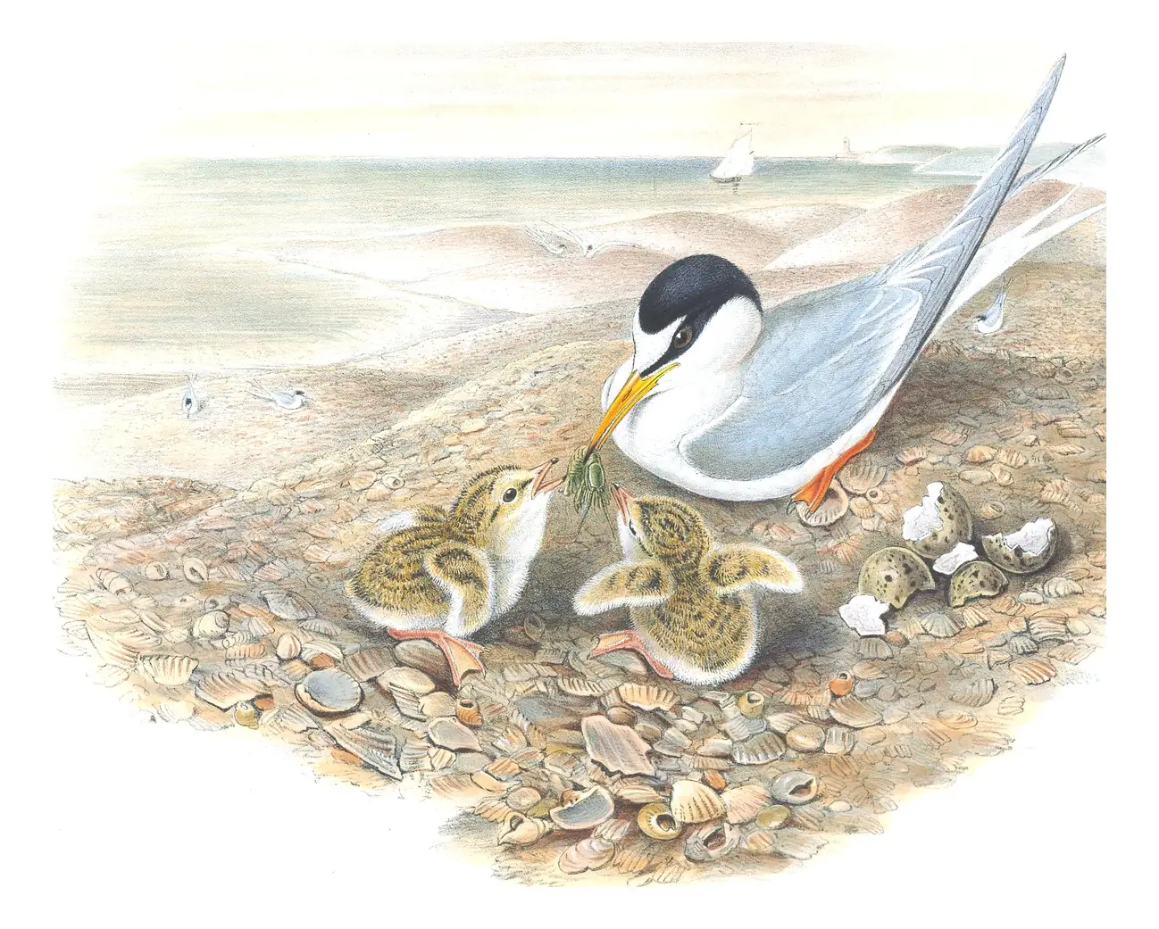Volume V, plate 73 of Gould's The Birds of Great Britain: Little Tern (Sternula albifrons)