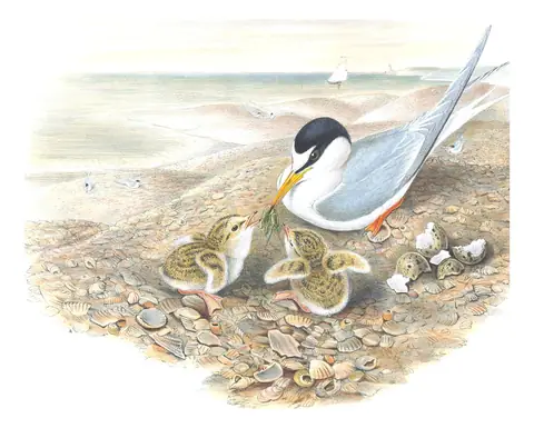 Volume V, plate 73 of Gould's The Birds of Great Britain: Little Tern (Sternula albifrons)