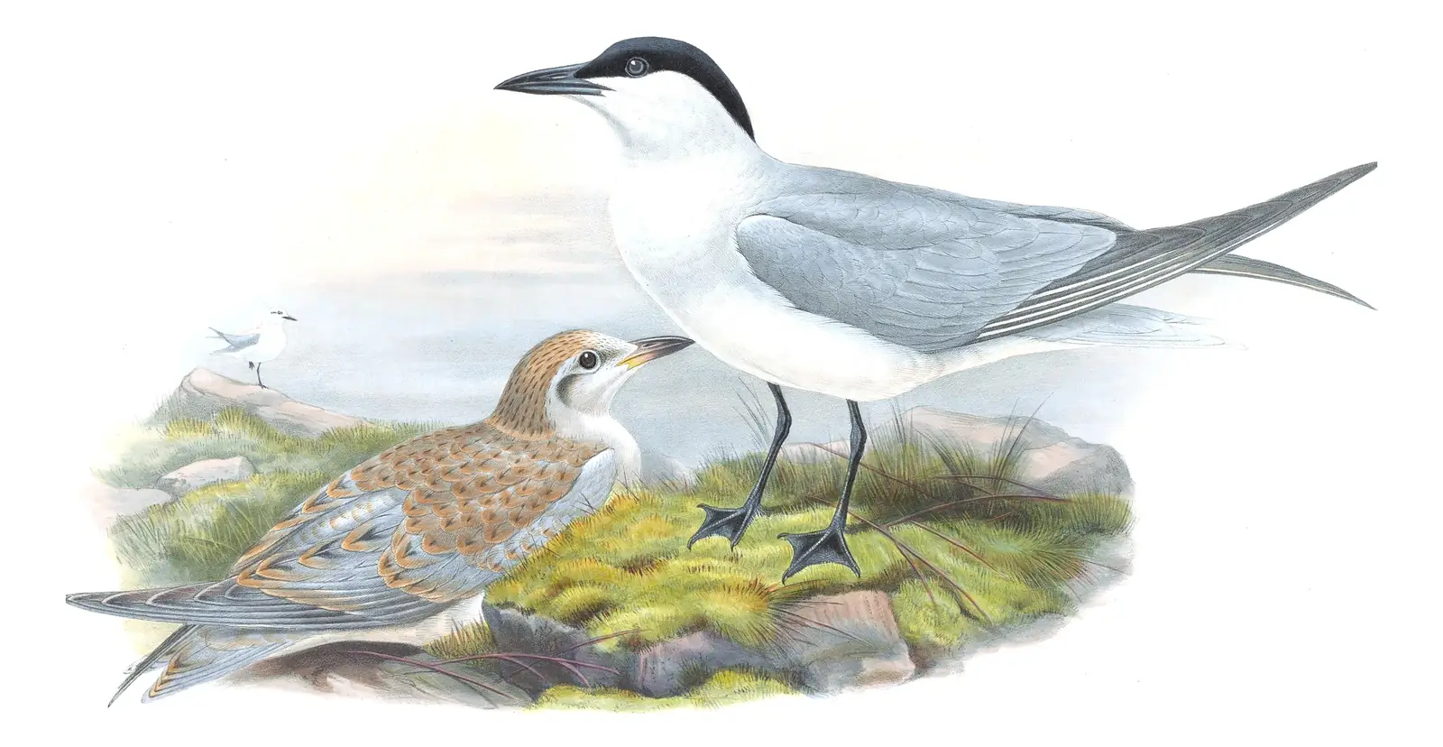Volume V, plate 74 of Gould's The Birds of Great Britain: Gull-billed Tern (Gelochelidon nilotica)