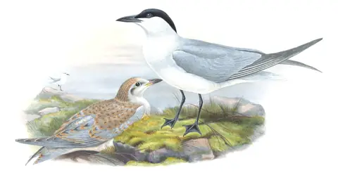 Volume V, plate 74 of Gould's The Birds of Great Britain: Gull-billed Tern (Gelochelidon nilotica)