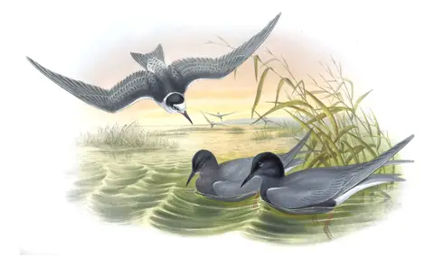 Volume V, plate 75 of Gould's The Birds of Great Britain: Black Tern (Chlidonias niger)