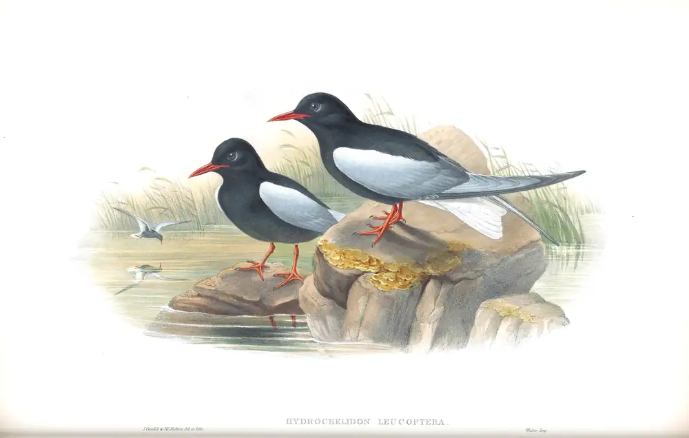 The whole sheet of volume V, plate 76, with its engraved caption