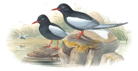 Volume V, plate 76 of Gould's The Birds of Great Britain: White-winged Tern (Chlidonias leucopterus)