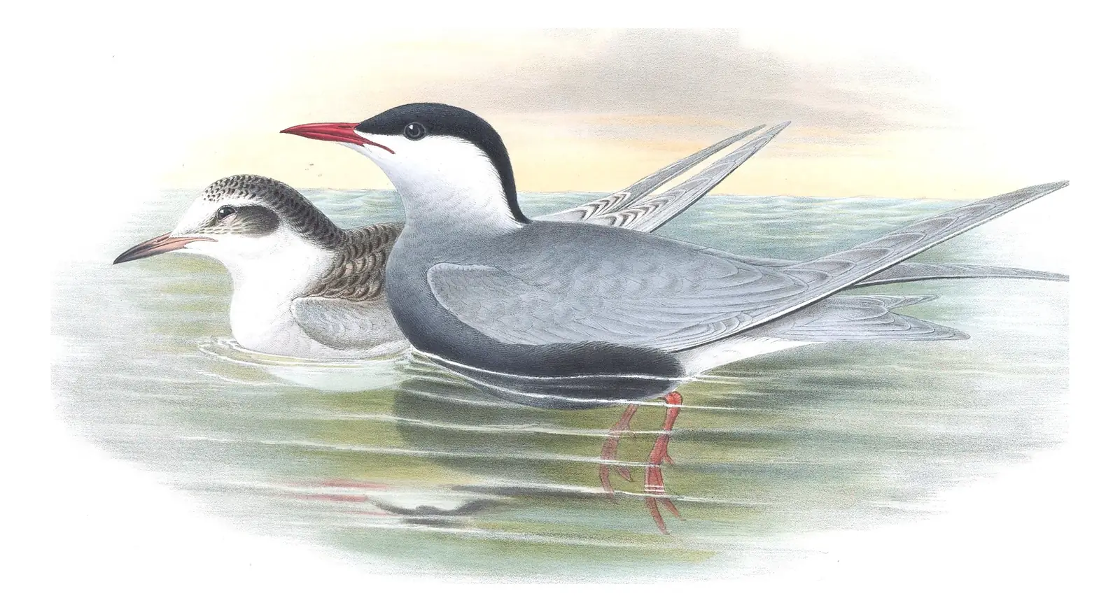 Volume V, plate 77 of Gould's The Birds of Great Britain: Whiskered Tern (Chlidonias hybrida)