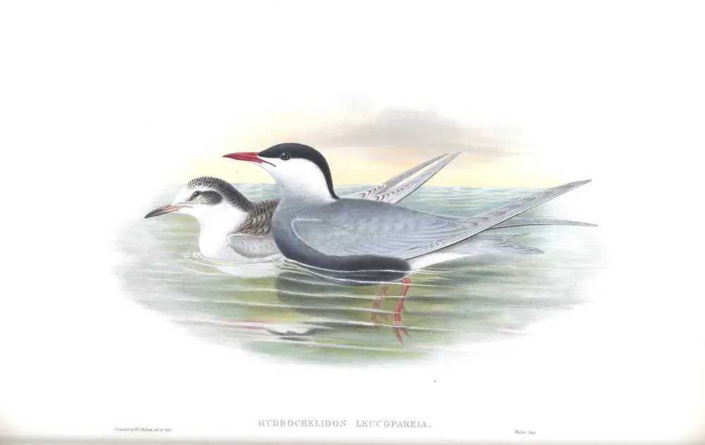 The whole sheet of volume V, plate 77, with its engraved caption