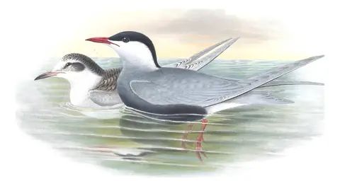 Volume V, plate 77 of Gould's The Birds of Great Britain: Whiskered Tern (Chlidonias hybrida)