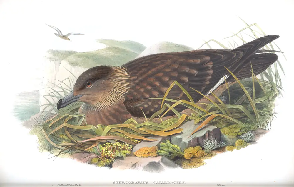 The whole sheet of volume V, plate 78, with its engraved caption