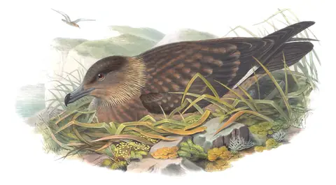 Volume V, plate 78 of Gould's The Birds of Great Britain: Great Skua (Stercorarius skua)