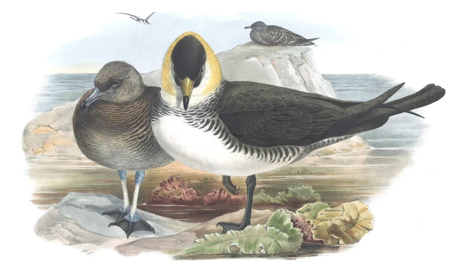 Volume V, plate 79 of Gould's The Birds of Great Britain: Pomarine Jaeger (Stercorarius pomarinus)