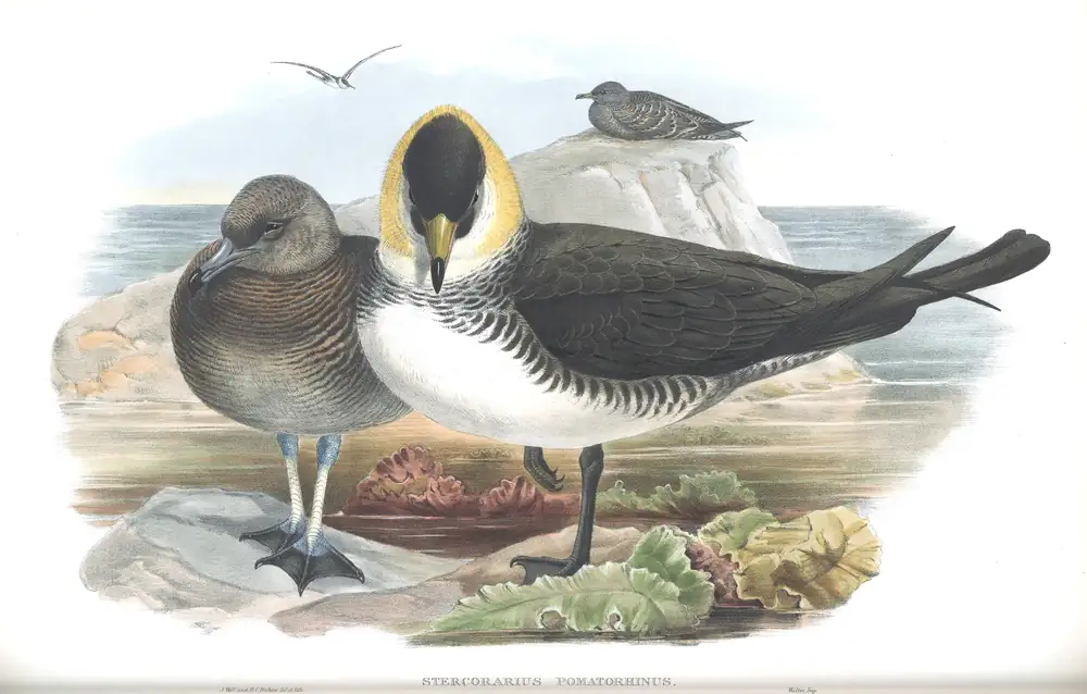 The whole sheet of volume V, plate 79, with its engraved caption
