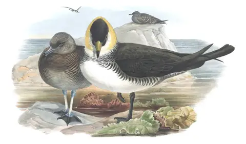 Volume V, plate 79 of Gould's The Birds of Great Britain: Pomarine Jaeger (Stercorarius pomarinus)