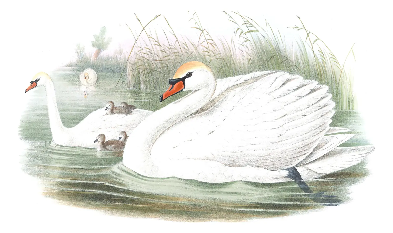 Volume V, plate 8 of Gould's The Birds of Great Britain: Mute Swan (Cygnus olor)