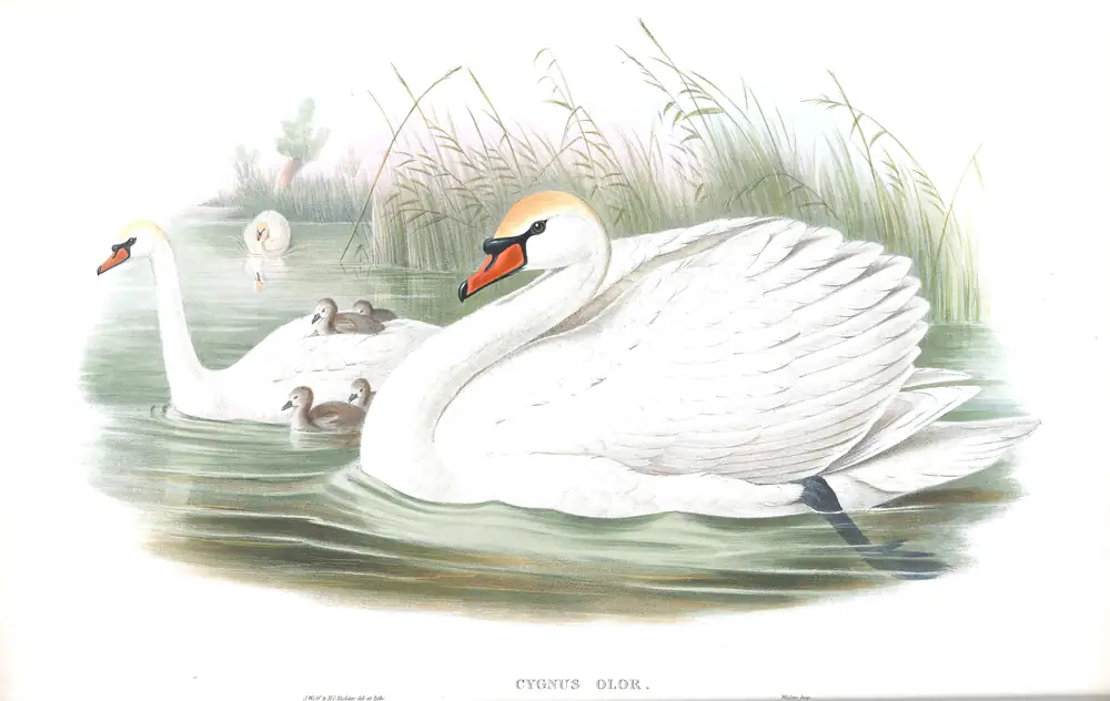 The whole sheet of volume V, plate 8, with its engraved caption