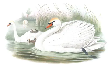 Volume V, plate 8 of Gould's The Birds of Great Britain: Mute Swan (Cygnus olor)
