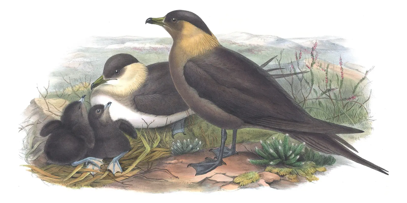 Volume V, plate 80 of Gould's The Birds of Great Britain: Parasitic Jaeger (Stercorarius parasiticus)