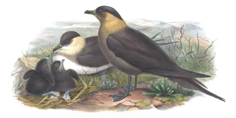 Volume V, plate 80 of Gould's The Birds of Great Britain: Parasitic Jaeger (Stercorarius parasiticus)