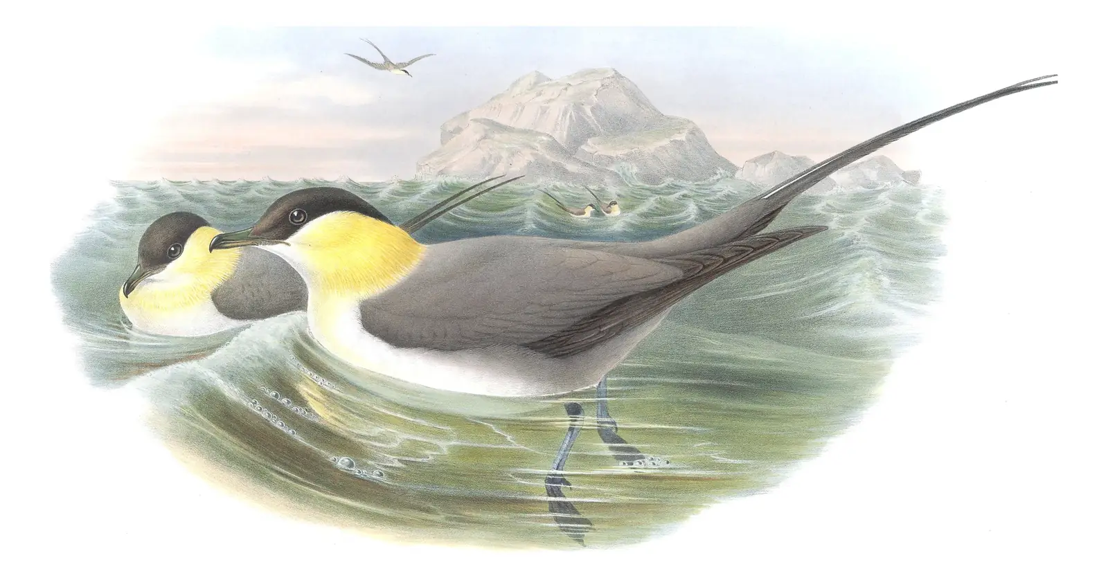 Volume V, plate 81 of Gould's The Birds of Great Britain: Long-tailed Jaeger (Stercorarius longicaudus)