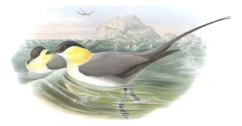 Volume V, plate 81 of Gould's The Birds of Great Britain: Long-tailed Jaeger (Stercorarius longicaudus)