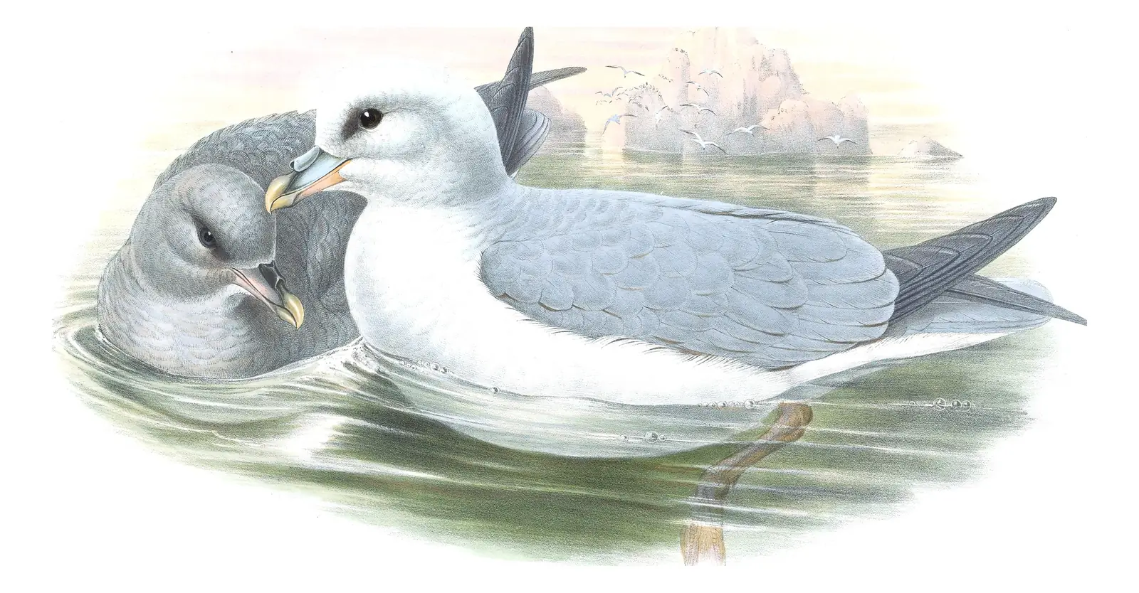 Volume V, plate 82 of Gould's The Birds of Great Britain: Northern Fulmar (Fulmarus glacialis)