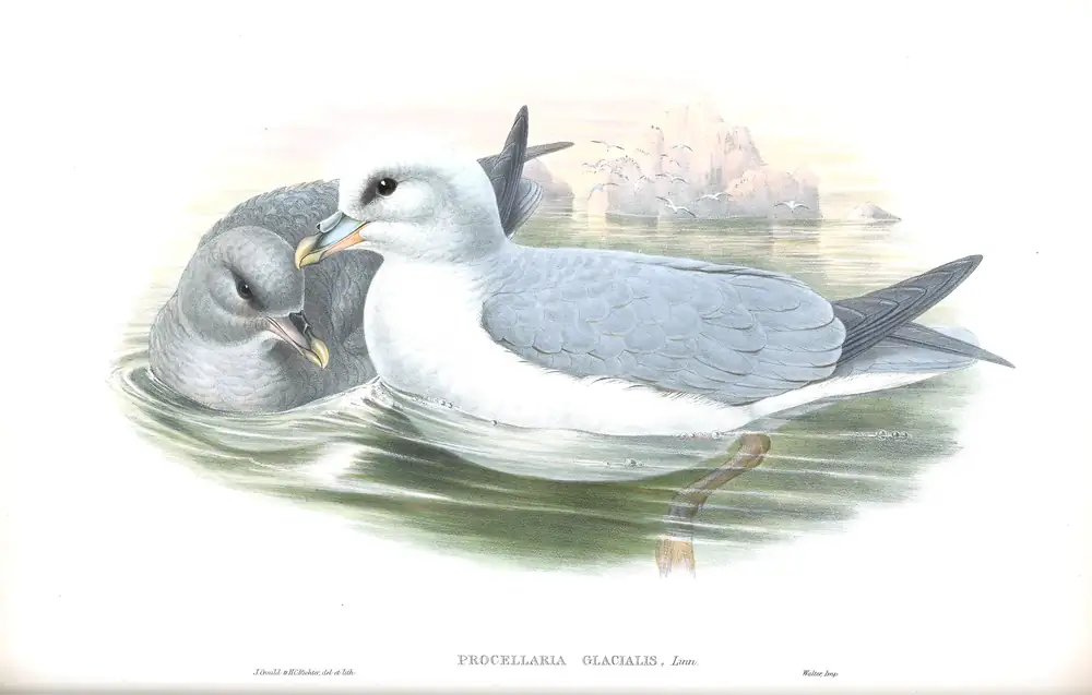 The whole sheet of volume V, plate 82, with its engraved caption