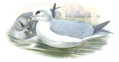 Volume V, plate 82 of Gould's The Birds of Great Britain: Northern Fulmar (Fulmarus glacialis)