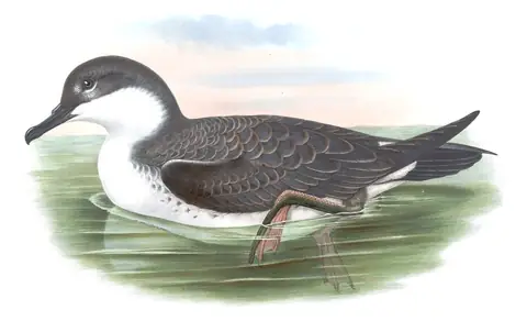 Volume V, plate 83 of Gould's The Birds of Great Britain: Great Shearwater (Ardenna gravis)