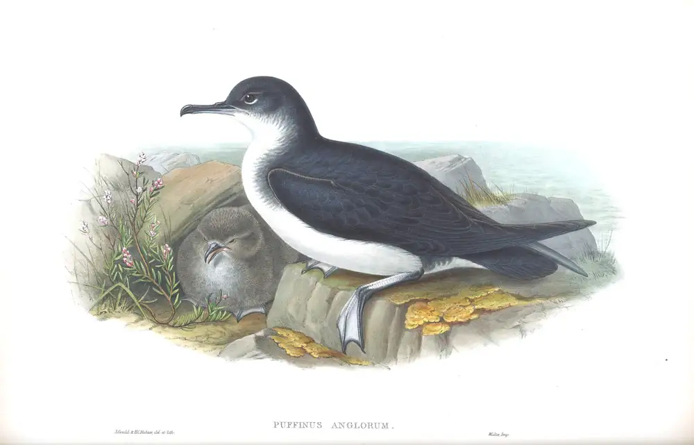 The whole sheet of volume V, plate 84, with its engraved caption