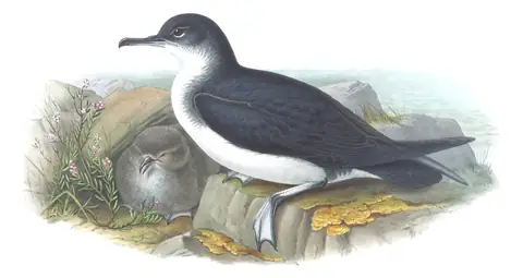 Volume V, plate 84 of Gould's The Birds of Great Britain: Manx Shearwater (Puffinus puffinus)