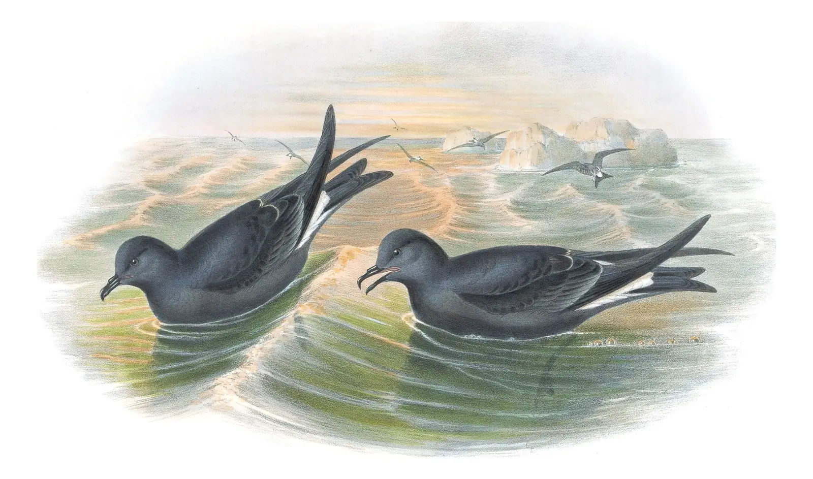 Volume V, plate 85 of Gould's The Birds of Great Britain: Leach's Storm-Petrel (Hydrobates leucorhous)