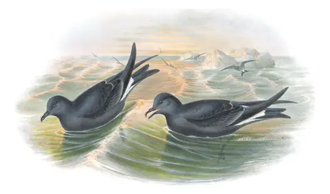 Volume V, plate 85 of Gould's The Birds of Great Britain: Leach's Storm-Petrel (Hydrobates leucorhous)