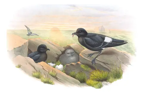 Volume V, plate 86 of Gould's The Birds of Great Britain: European Storm-Petrel (Hydrobates pelagicus)