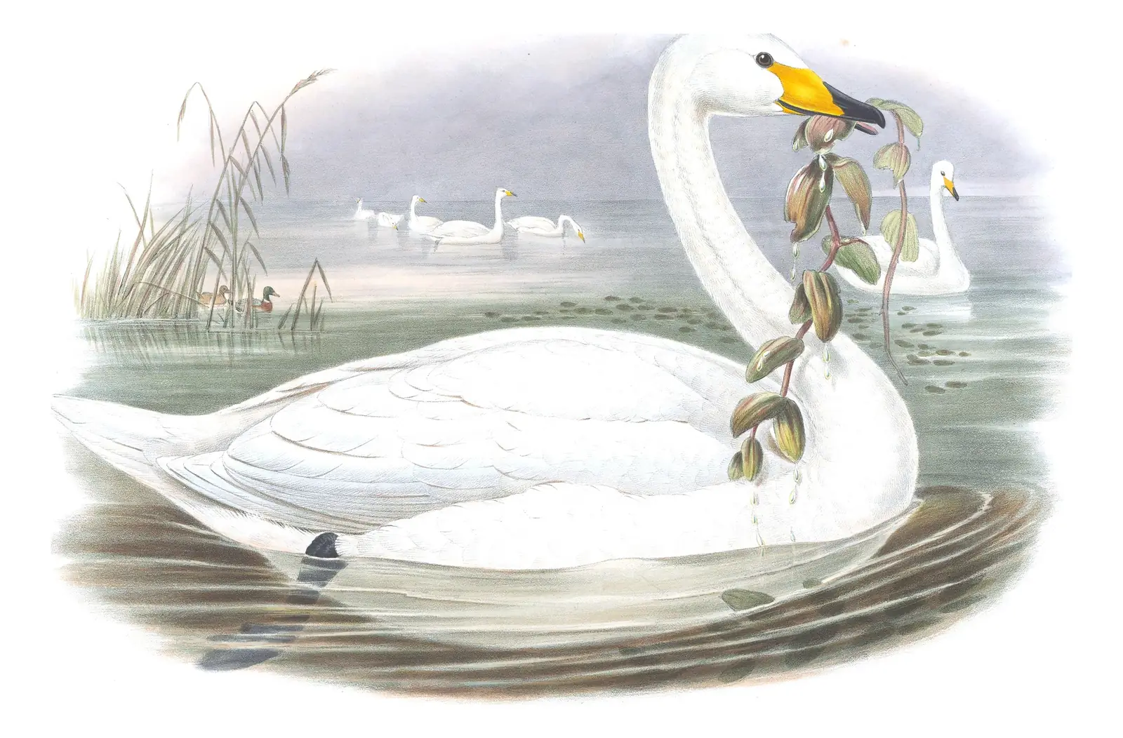 Volume V, plate 9 of Gould's The Birds of Great Britain: Whooper Swan (Cygnus cygnus)