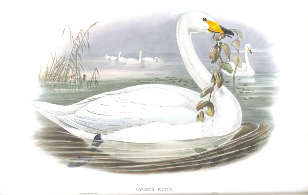 The whole sheet of volume V, plate 9, with its engraved caption