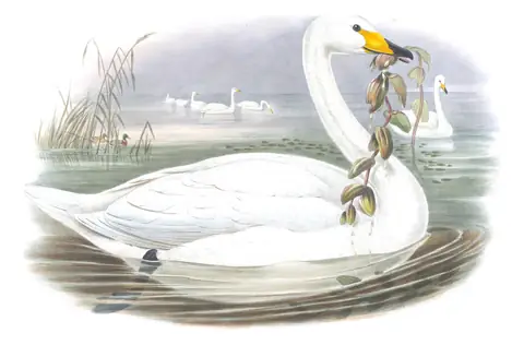 Volume V, plate 9 of Gould's The Birds of Great Britain: Whooper Swan (Cygnus cygnus)