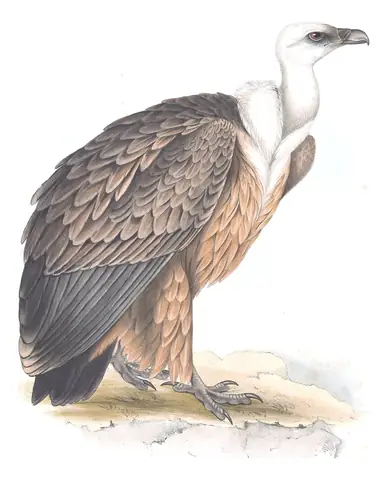 Plate 1 of Gould's The Birds of Europe: Eurasian Griffon (Gyps fulvus)