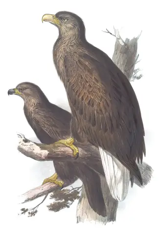 Plate 10 of Gould's The Birds of Europe: White-tailed Eagle (Haliaeetus albicilla)