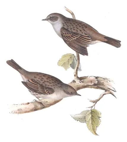 Plate 100 of Gould's The Birds of Europe: Dunnock (Prunella modularis)