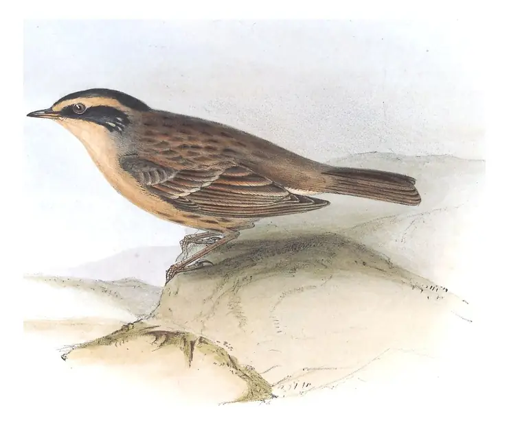 Plate 101 of Gould's The Birds of Europe: Siberian Accentor (Prunella montanella)