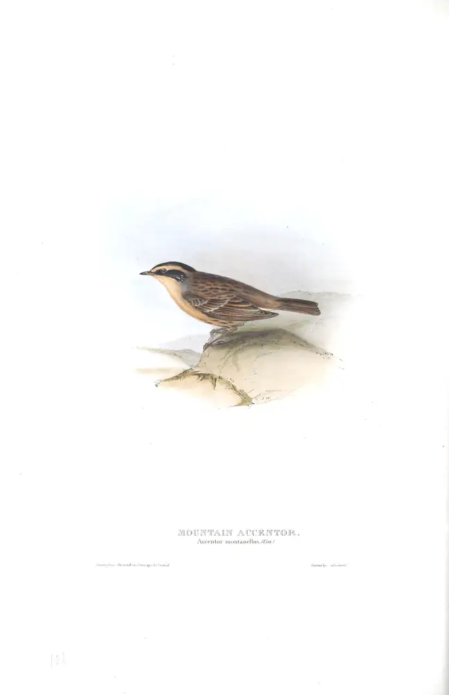 The whole sheet of plate 101, with its engraved caption