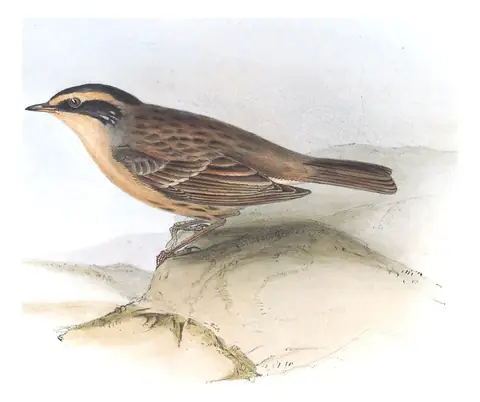 Plate 101 of Gould's The Birds of Europe: Siberian Accentor (Prunella montanella)