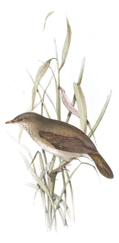 Plate 102 of Gould's The Birds of Europe: River Warbler (Locustella fluviatilis)