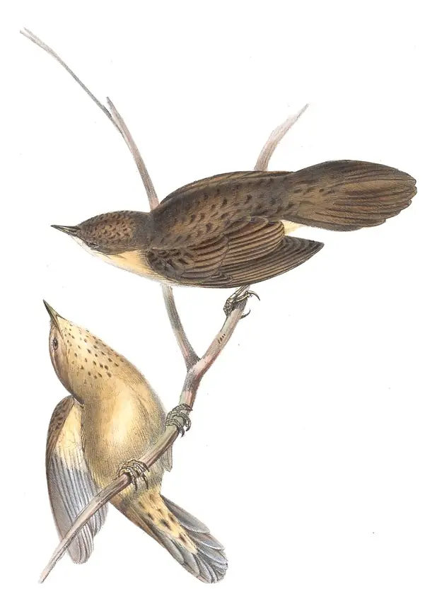Plate 103 of Gould's The Birds of Europe: Common Grasshopper Warbler (Locustella naevia)