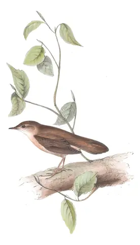 Plate 104 of Gould's The Birds of Europe: Savi's Warbler (Locustella luscinioides)