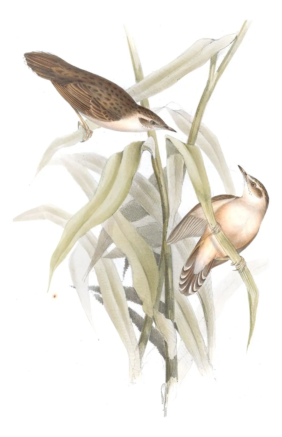 Plate 105 of Gould's The Birds of Europe: Pallas's Grasshopper Warbler (Helopsaltes certhiola)